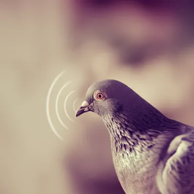 Illustration coos - Image 1