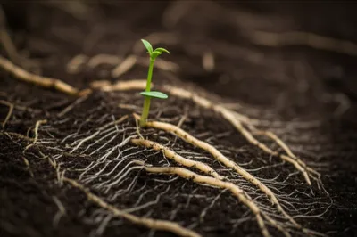 Illustration mould - Image 1