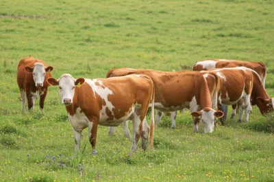 Illustration heifers - Image 1