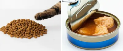 Illustration catfood - Image 1