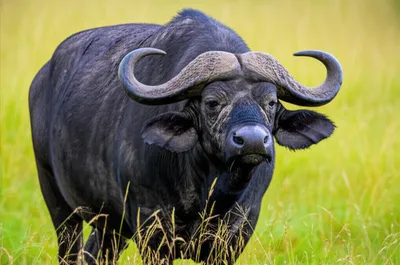 Illustration buffalo - Image 1