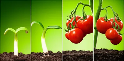 Illustration matured - Image 1