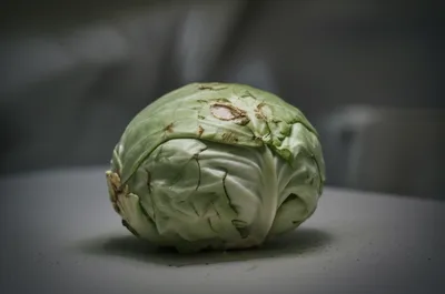 Illustration cabbage - Image 1