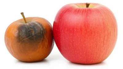 Illustration leavening - Image 1