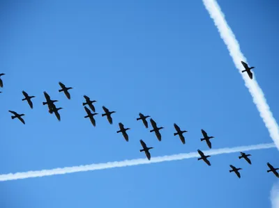 Illustration airborne - Image 1