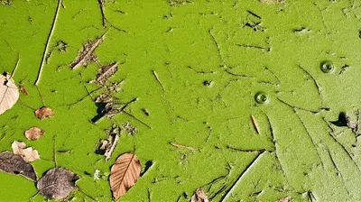 Illustration scum - Image 1