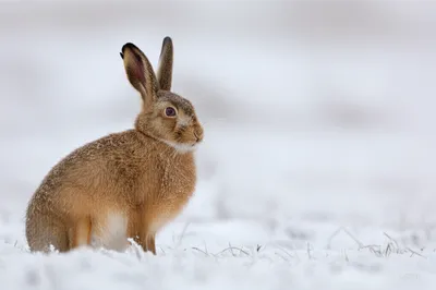 Illustration hare - Image 1