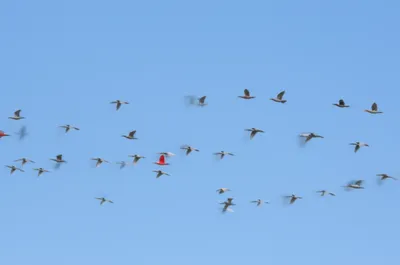 Illustration unusual