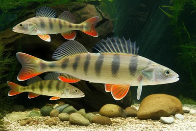 Illustration perch - Image 1