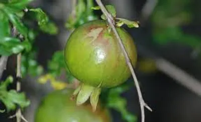 Illustration baby - Image 2