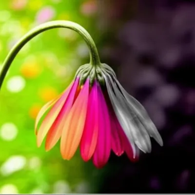 Illustration deadens - Image 1