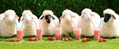 Illustration alliteration