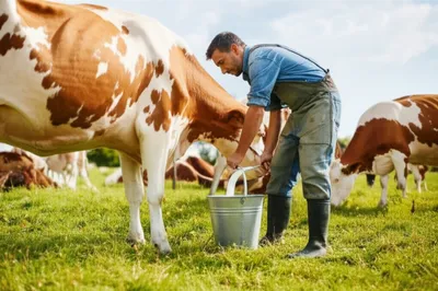 Illustration milked - Image 1