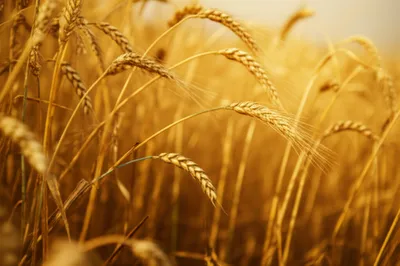 Illustration maturated