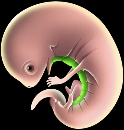 Illustration adaxial - Image 1