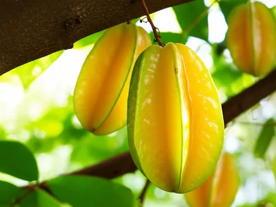 Illustration carambolas - Image 1