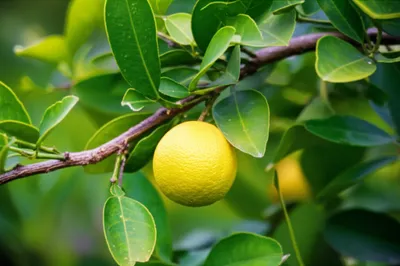 Illustration bergamot - Image 1