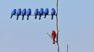 Illustration inverses - Image 1