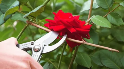 Illustration bating - Image 1