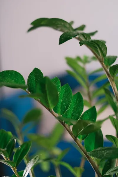 Illustration aroids - Image 2