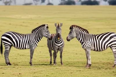 Illustration zebras - Image 1