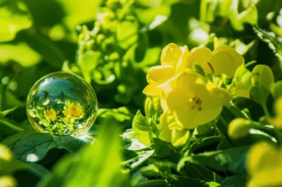 Illustration chartreuse - Image 1