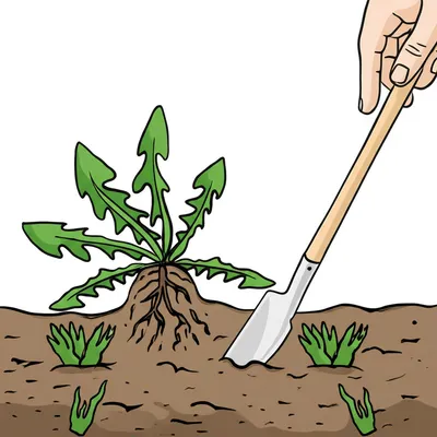 Illustration spud - Image 1