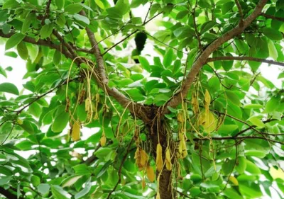 Illustration hosts - Image 1