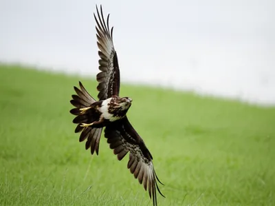 Illustration whiffle - Image 1