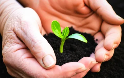 Illustration sympathies - Image 1