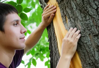 Illustration slippery elms - Image 1