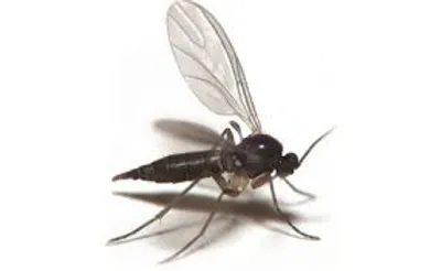 Illustration gnat - Image 2