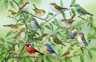 Illustration warbler - Image 1