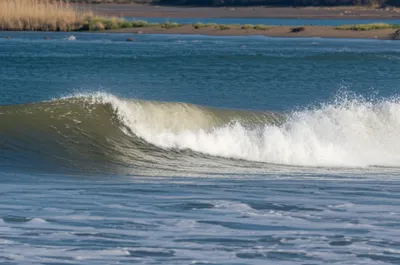 Illustration seadog - Image 1