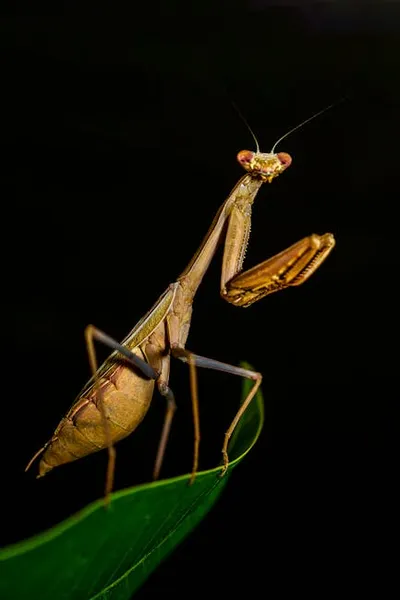 Illustration mantis - Image 2