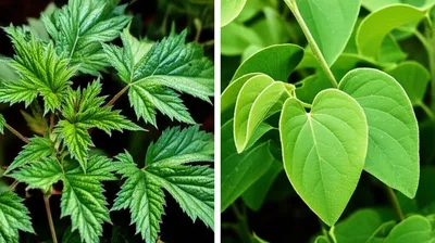 Illustration nettles - Image 1