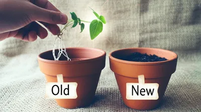 Illustration transferring - Image 1