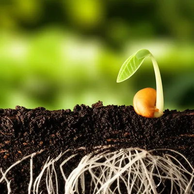 Illustration developed - Image 1