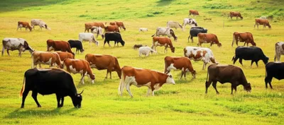 Illustration cows - Image 1