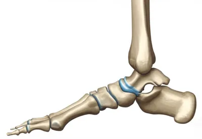Illustration metatarsus