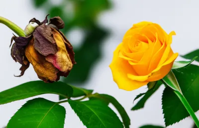 Illustration paired - Image 1