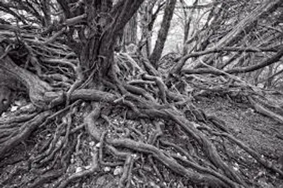 Illustration gnarled - Image 2