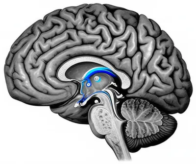 Illustration region - Image 1