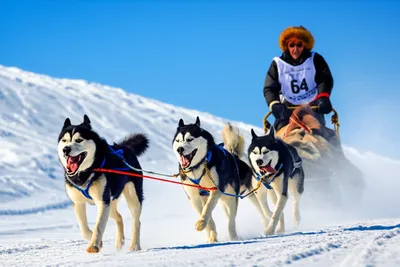 Illustration mush - Image 1