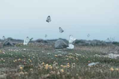 Illustration arctic - Image 1