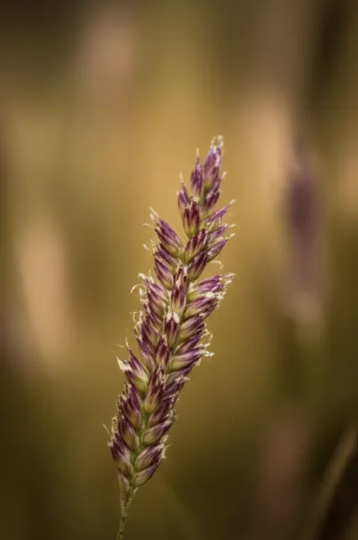 Illustration lemmas - Image 1