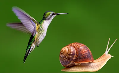 Illustration quicker - Image 2