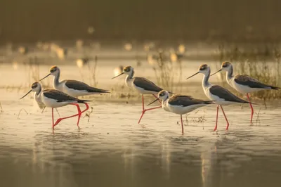 Illustration stilts - Image 1