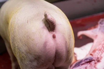 Illustration bungs - Image 1