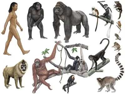 Illustration primate - Image 2